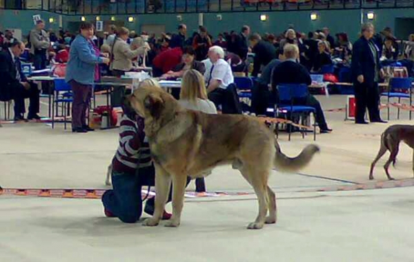 Dozy Dragon Herbu Wielka Lapa: EXC 1, CAC, CACIB, BOB - Open Class Males, International Dog Show, Seinäjoki, Finland,  26.10.2008
(Druso de la Aljabara x Bancia Dobra Rasa) 
Breeder: Andrzej Lapinski
Owner: Satu Isoräsy
Keywords: 2008 satu