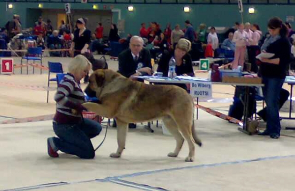 Dozy Dragon Herbu Wielka Lapa: EXC 1, CAC, CACIB, BOB - Open Class Males, International Dog Show, Seinäjoki, Finland,  26.10.2008
(Druso de la Aljabara x Bancia Dobra Rasa) 
Keywords: 2008