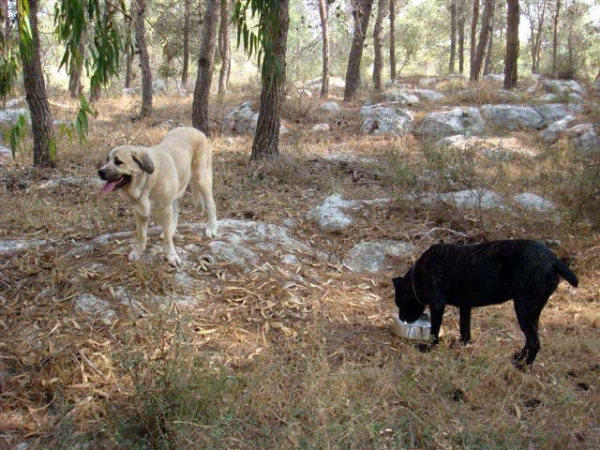 Laska del Dharmapuri and Cana Corso Ninet in the forest 2008
Gonzales Del Dharmapuri and Fany de Fuentemimbre
Born: 18.10.2007 

Keywords: pet laska