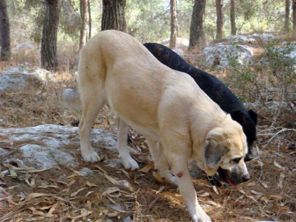 Laska del Dharmapuri and Cana Corso Ninet in the forest 2008
Gonzales Del Dharmapuri and Fany de Fuentemimbre
Born: 18.10.2007 

Keywords: laska