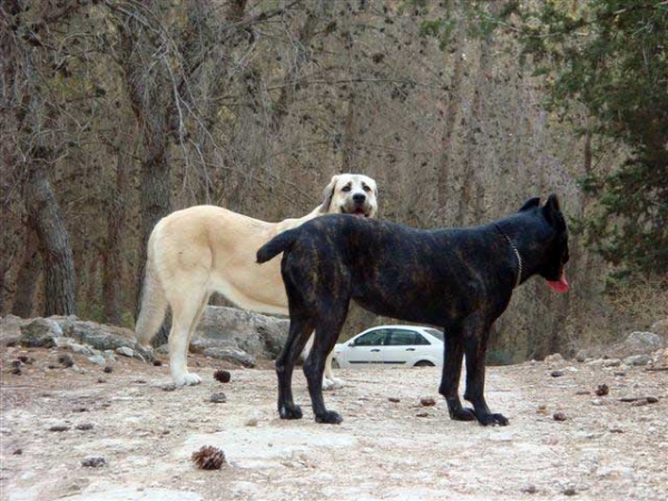 Laska del Dharmapuri and Cana Corso Ninet in the forest 2008
Gonzales Del Dharmapuri  and Fany de Fuentemimbre
Born: 18.10.2007 
Keywords: laska