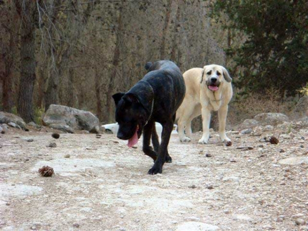 Laska del Dharmapuri and Cana Corso Ninet in the forest 2008
Gonzales Del Dharmapuri  and Fany de Fuentemimbre
Born: 18.10.2007 
Keywords: laska