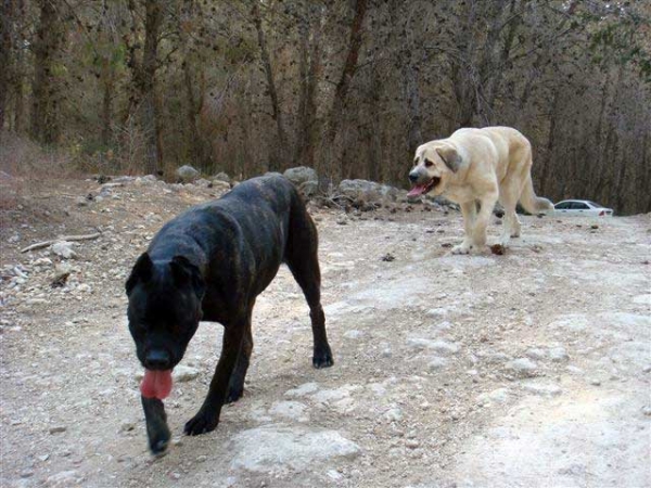 Laska del Dharmapuri and Cana Corso Ninet in the forest 2008
Gonzales Del Dharmapuri  and Fany de Fuentemimbre
Born: 18.10.2007 
Keywords: laska