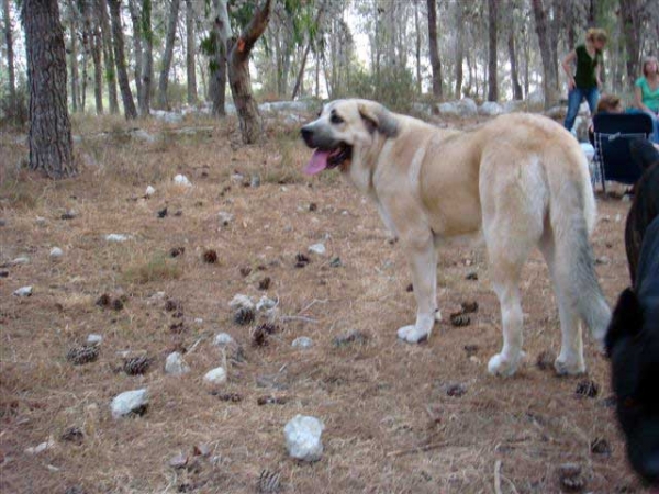 Laska del Dharmapuri in the forest 2008
Gonzales Del Dharmapuri  and Fany de Fuentemimbre
Born: 18.10.2007 
Keywords: laska