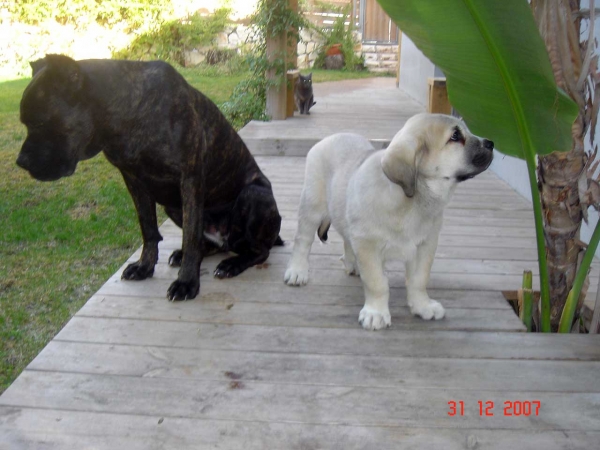 Laska del Dharmapuri and Cane Corso Ninet
Gonzales Del Dharmapuri  X Fany de Fuentemimbre
Born: 18.10.2007 
Keywords: laska