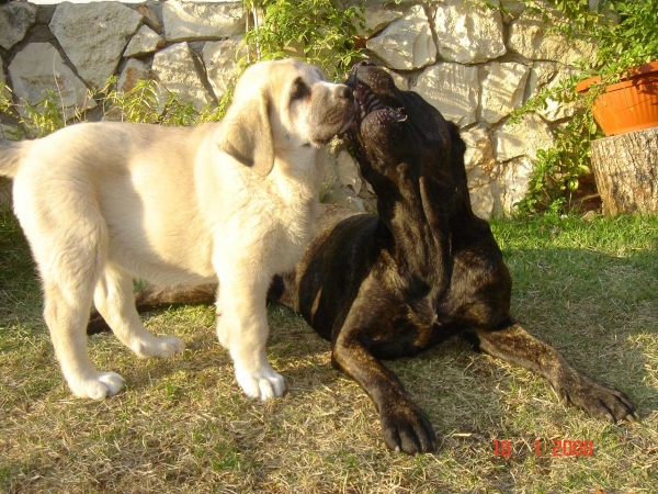 Laska del Dharmapuri and Cane Corso 'Ninet'
Keywords: pet laska