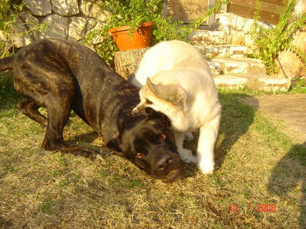 Laska del Dharmapuri and Cane Corso Ninet
Gonzales Del Dharmapuri  and Fany de Fuentemimbre
Born: 18.10.2007 
Keywords: pet laska