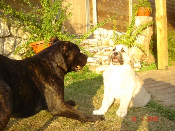 Laska del Dharmapuri and Ninet (Cane Corso)
Gonzales Del Dharmapuri  and Fany de Fuentemimbre
Born: 18.10.2007 
Keywords: pet laska