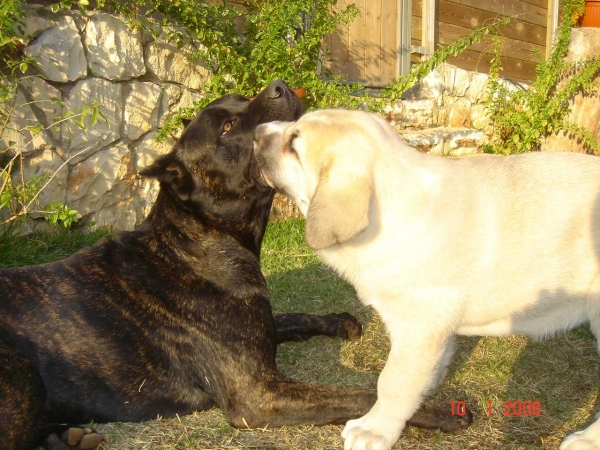 Laska del Dharmapuri and Cane Corso 'Ninet'
Keywords: pet laska