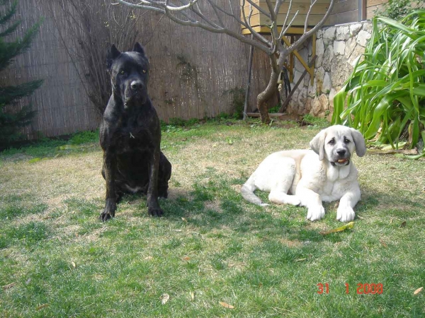 Cane Corso Ninet and Laska del Dharmapuri
Gonzales Del Dharmapuri and Fany de Fuentemimbre
Born: 18.10.2007 
Keywords: pet laska