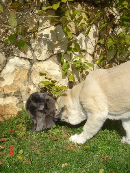 Laska del Dharmapuri
Gonzales Del Dharmapuri and Fany de Fuentemimbre
Born: 18.10.2007 
Keywords: pet laska