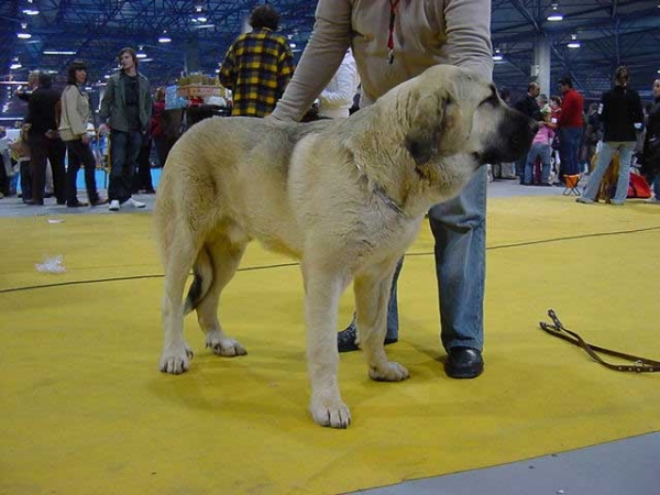 Algarrobo - Best Puppy - National & International Show, Valencia, Spain - 16-17.12.2006
Keywords: 2006 payuelos