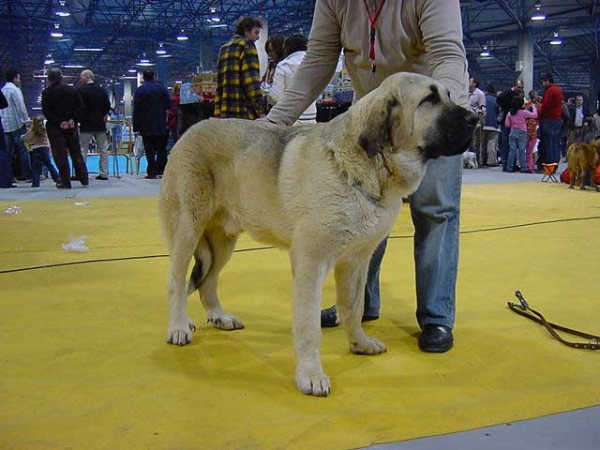 Algarrobo - Best Puppy - National & International Show, Valencia, Spain - 16-17.12.2006
Keywords: 2006 payuelos