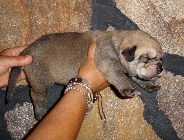 Puppy from 'Puerto Canencia' - born 01.09.2011
Sire: Kimbo (HD Libre A) (Azabache de Campollano X Fersa de Duelos y Quebrantos)
Dam: Colada de la Montes Pravianos (HD Sospecha B) (CH. Tigre de Montes Pravianos X Fedra de Hazas de Cesto)
Born: 01.09.2011
Keywords: puppyspain canencia