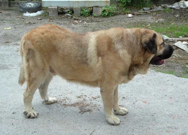 Raphael de la Valleja
(Ch Ulises de Ablanera x Mola de la Valleja)  

