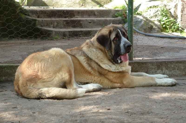 Hilario de la Valleja - 10 months old
(Raphael de la Valleja x Dan de las Cañadas)
 

