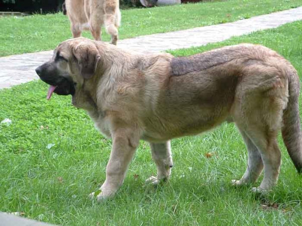 Grabiel de la Ribera del Pas - 6½ months old
(LLanero de Ablanera & Mola de la Valleja)  

Keywords: puppyspain puppy cachorro