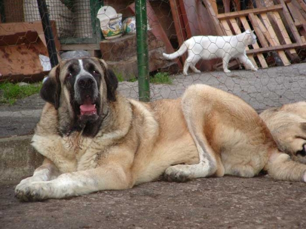 Hilario de la Valleja - 10 months old
(Raphael de la Valleja x Dan de las Cañadas)
 

