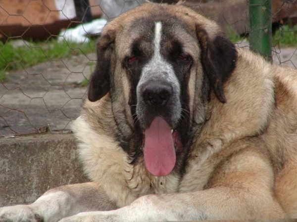 Hilario de la Valleja - 10 months old
(Raphael de la Valleja x Dan de las Cañadas)
 

Keywords: head portrait cabeza