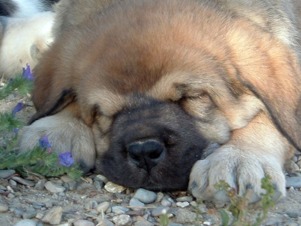 Puppy from Dancá Cotufa
Keywords: cotufa