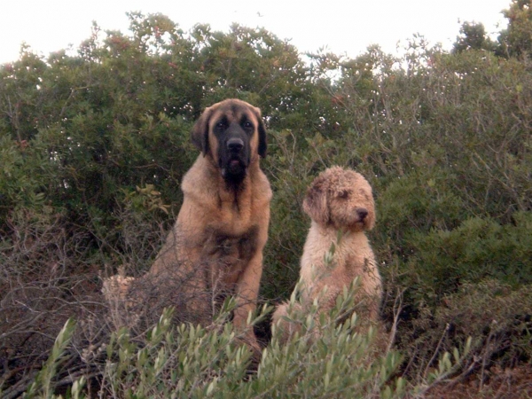 Mastin & Perro de Agua Español from Dancá Cotufa 
 3. Winner Photo of October 2008 in Mastin Gallery
Keywords: cotufa pet