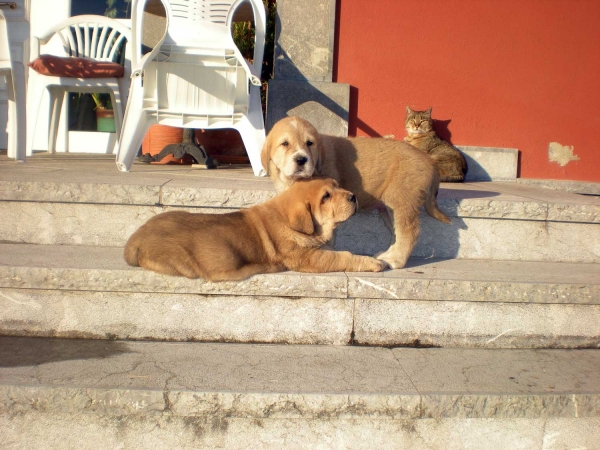 Puppies from Torrestio
Keywords: puppyspain pet