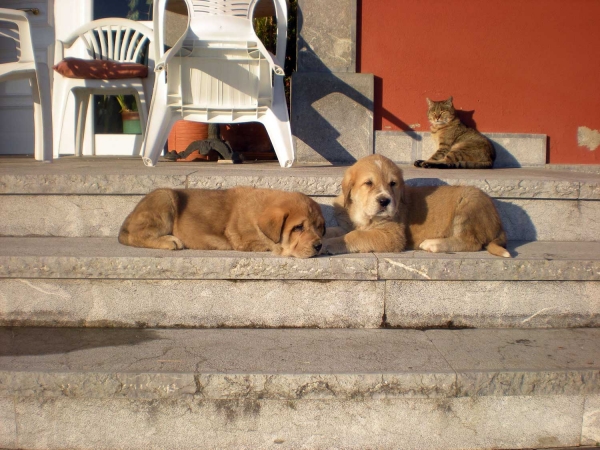 Puppies from Torrestio
Nøkkelord: puppyspain pet