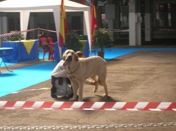 Bruma de Galisancho - Young Class Females: EXC. 1 - National & International Show, Torrelavega, Cantabria - 18-19.03.2006 
Keywords: 2006 lunava