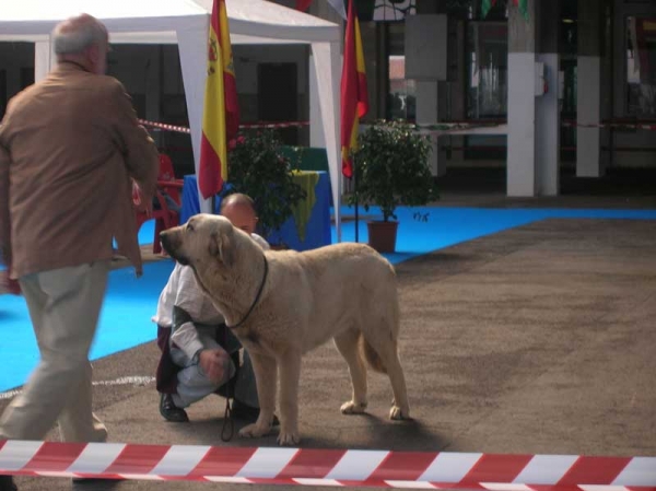 Bruma de Galisancho - Young Class Females: EXC. 1 - National & International Show, Torrelavega, Cantabria - 18-19.03.2006 
Keywords: 2006 lunava