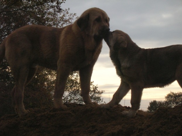 Erodes de Picu Xiana & Manchas de Los Piscardos  
3. Winner Photo of November 2009 in Mastin Gallery
Keywords: kromagnon