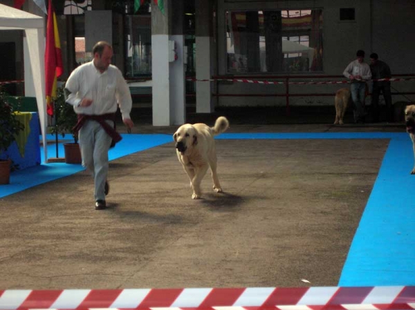 Bruma de Galisancho - Young Class Females,  EXC. 1 - National & International Show, Torrelavega, Cantabria - 18-19.03.2006 
Keywords: 2006 lunava