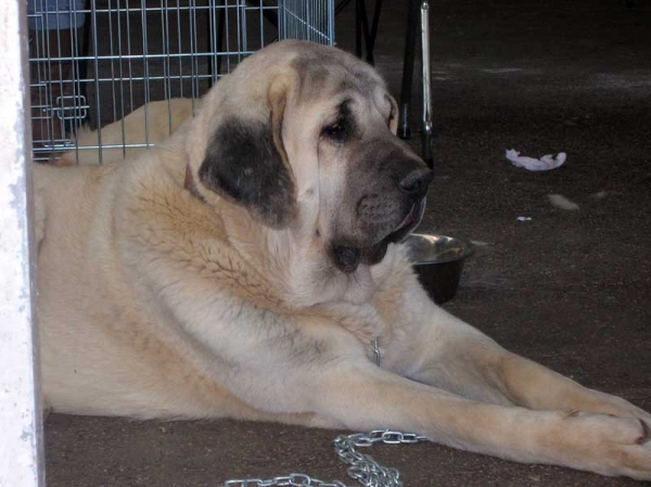 Akiles de Hazas de Cesto - Young Class Males: EXC. 1, Best Young - National & International Show, Torrelavega, Cantabria - 18-19.03.2006 
Owner: Kennel Lunava 
Ключови думи: 2006 lunava