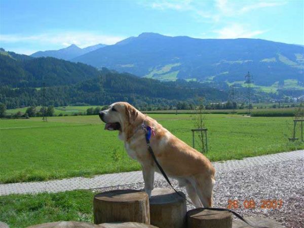 Romeo Fre-Su: Exc.1, CAC, BOB (25.08), Exc.1, CAC, CACIB, BOB (26.08) -  ALPENCUP 2007, Innsbruck, Austria, 25/26.08.2007
(ICh, Ch ENAMORADO ERNESTO Mastibe x Ch ASTRA Dobra Rasa)
Born: 10.03.2005 
Keywords: romeo