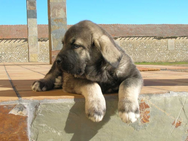 Jocker Cassals de Lunava - macho con 2 meses
(Pando de Galisancho X Yuna de Lunava)
Keywords: lunava