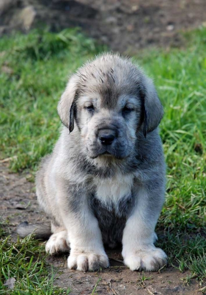 Puppy from El Macareno - Born 12.11.2007
Moroco de Fuente Mimbre X Val de Torreanaz  
12.11.2007   

Keywords: puppyspain puppy cachorro