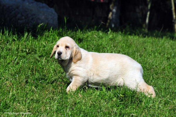 Puppy from Torrestio 2013
Arnon de Babia X Corona de Torrestio
Keywords: puppyspain