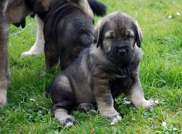 Puppy from La Huelga - 39 days old - Born 21.11.2007
Tejo de Fuente Mimbre x Deva de Ablanera
21.11.2007 

Keywords: puppyspain puppy cachorro huelga