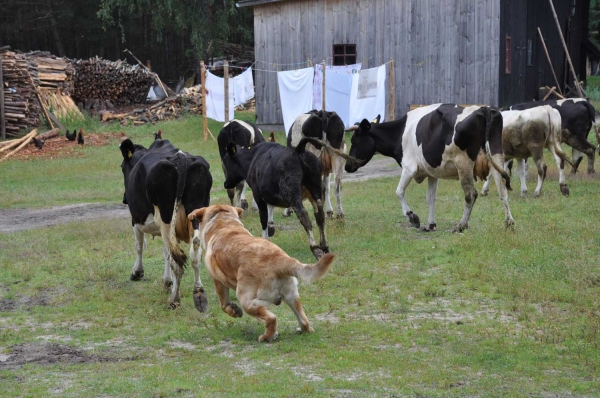 Mastin with 'his' cows
Keywords: flock