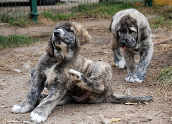 Puppies from Ablanera - born 08.04.2009 
Tigre de Ablanera X Nevada de Fuente Mimbre
08.04.2009

Keywords: angel ablanera