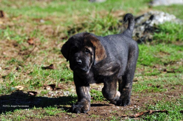 Puppy from 'Torrestio', born September 2012
Oliveros VII de Riolago X Pizarra de Torrestio

Keywords: torrestio puppyspain