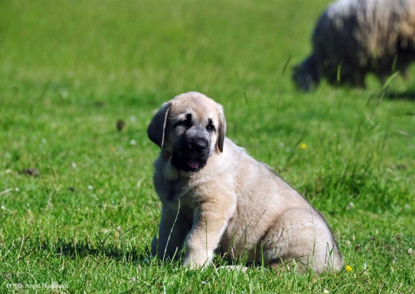 Puppy from Torrestio 2013
Arnon de Babia X Corona de Torrestio
Keywords: puppyspain torrestio