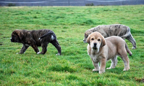 Puppies from Torrestio - born 05.12.2008
Tejo de Fuente Mimbre X Guadiana de Babia
05.12.2008

Keywords: torrestio