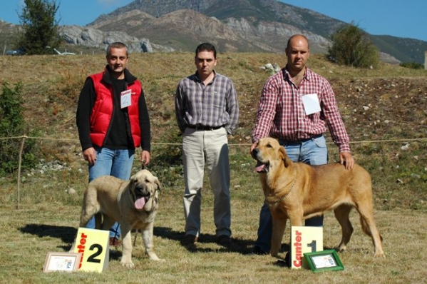 2. Zumbo de Trashumancia & 1. Sargon de Filandón - Puppy Class Males, San Emiliano, León 20.08.2006
Keywords: 2006