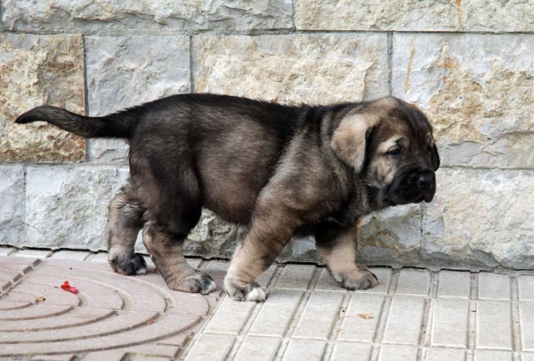 Puppy from La Huelga - 39 days old - Born 21.11.2007
Tejo de Fuente Mimbre x Deva de Ablanera
21.11.2007 



Keywords: puppyspain puppy cachorro huelga