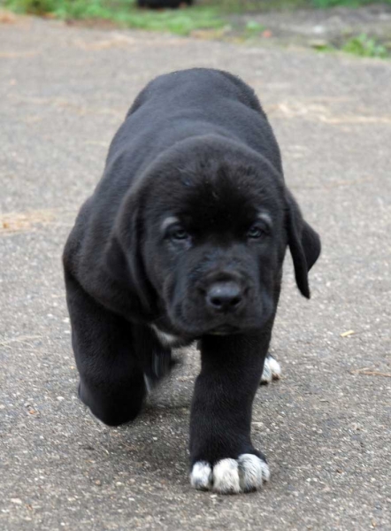 Puppy born 08.09.2009 
(Tejo de Fuente Mimbre X Tola)

Keywords: abarrio