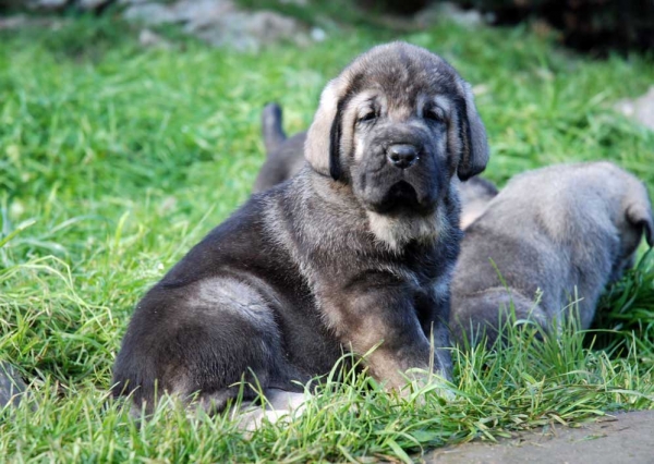 Puppy from El Macareno - Born 12.11.2007
Moroco de Fuente Mimbre X Val de Torreanaz  
12.11.2007   

Keywords: puppyspain puppy cachorro