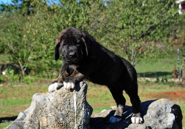 Puppy from 'Torrestio', born September 2012
Oliveros VII de Riolago X Pizarra de Torrestio

Keywords: torrestio puppyspain