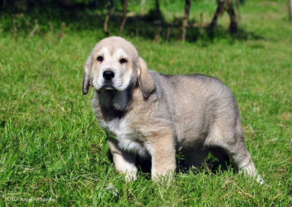 Puppy from Torrestio 2013
Arnon de Babia X Corona de Torrestio
Keywords: puppyspain torrestio