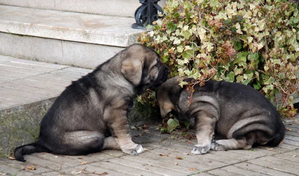 Puppies from La Huelga - 39 days old - Born 21.11.2007
Tejo de Fuente Mimbre x Deva de Ablanera
21.11.2007 



Keywords: puppyspain puppy cachorro huelga