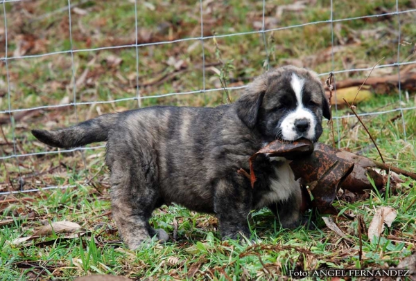 Puppy from Abarrio - born 26.11.2007   
Tigre de Ablanera X Sierra de la Vicheriza 
26.11.2007   

Keywords: puppyspain puppy cachorro